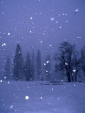 Falling Snow  Yosemite National Park  California  USA
