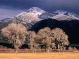 Cottonwoods and Mountaintops in Winter  Taos  New Mexico  USA