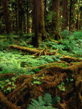 Rainforest Near Lake Quinault  Olympic National Park  Washington  USA