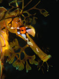 Leafy Sea Dragon (Phycodurus Eques) in Southern Ocean  Kangaroo Island  Australia