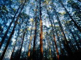 Mountain Ash Forest in Black Spur  Australia