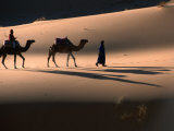 Camel Caravan Crossing Dunes  Erg Chebbi Desert  Morocco