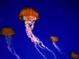 Jellyfish in Monterey Bay Aquarium  Monterey Bay  USA