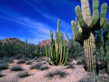 Saguaro Forest  Organ Pipe Cactus National Monument in the Sonoran Desert  Arizona  USA