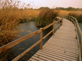 Raised Walkway Through Marshlands  Azraq Wetlands Reserve  Amman  Jordan