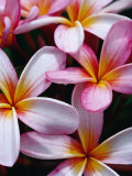 Frangipani Flowers  New Caledonia