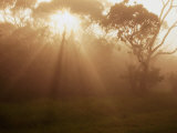 Mountain Fog and Mist Shroud Trees  Kokee State Park  Kauai  Hawaii  USA