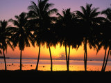 Palm Trees at Sunset  Cook Islands
