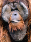 Orangutan (Pongo Pygmaeus)  Indonesia
