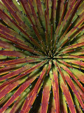 Detail of Spiky-Leafed Puya (Bromeliad)  Cajas National Park  Azuay  Ecuador