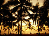 Palms in Evening on Kovalam Beach  Kovalam  Kerala  India
