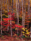 Wonderful Autumn Colours of Green Mountains in Vermont  Vermont  USA