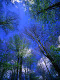Beechtrees (Fagus Sylvatica) in Spring  Sodersen National Park  Sweden