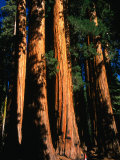 Sequoia Trees and Woman  Sequoia National Park  USA