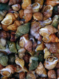 Whelks on Sale at a Seafood Market  Treguier  Brittany  France