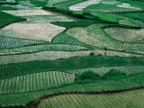 Landscape of Rice Paddies Guizhou  China