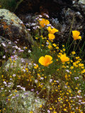 Yellow California Poppy in the North Coast Range of California  California  USA
