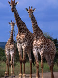 Giraffe Family  Kruger National Park  Kruger National Park  Mpumalanga  South Africa