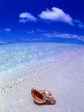Shell on Beach  Fish-Eye  Cook Islands