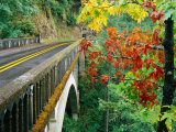 Trees in Autumn Beside Bridge Over Columbia River Gorge  Columbia  Oregon  USA