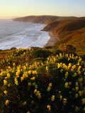 Yellow Lupine on Mcclure's Beach in Marin County  Point Reyes National Seashore  California  USA