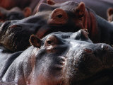 Close Up of Hippo Herd (Hippopotamus Amphibius)  Lake Manyara National Park  Arusha  Tanzania
