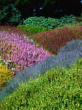 Flowering Heathers at Thompson Gardens  Mendocino  California  USA