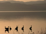 Waterfowl on the Lake Silhouetted at Dawn  Lake Baringo  Rift Valley  Kenya