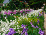 Monet's Flower Garden  Giverny  Haute-Normandy  France