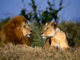 Lion and Lioness Mating Couple at Rest  Masai Mara National Reserve  Rift Valley  Kenya