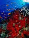School of Anthias Near Red Soft Coral on Abu Nuhas Reef in Red Sea  Suez  Egypt