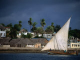 Traditional Dhow Sailing Past Town  Lamu  Coast  Kenya