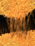Chinese Rice Harvest  Beijing  China