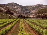 Vineyard and Typical Alpilles Landscape Near Mausanne  Provence-Alpes-Cote d'Azur  France
