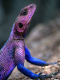 Flat-Headed Rock Agama (Agama Mwanzae)  Serengeti National Park  Arusha  Tanzania