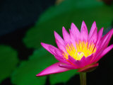 Lily Pond Flower New Orleans  Louisiana  USA