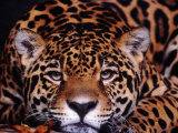 Portrait of a Jaguar  Brazil