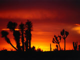 Century Plant and Common Cactus Silhouetted at Sunset Near Guerrero Negro  Guerrero Negro  Mexico