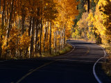 Aspens in Autumn on Road Around June Lake Loop  Eastern Sierra Nevada  June Lake  USA