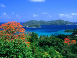 Trees with Red Blossoms and Little Tobago Island  Speyside  Trinidad & Tobago