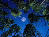 Full Moon and Lodgepole Pines in Tenmile Range  Rocky Mountain National Park  Colorado  USA