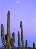 Saguaro Cacti (Carnegiea Gigantea) and High Full Moon Superstition Mountains  Arizona  USA