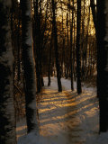 Snow-Covered Trees in Forest  Early Evening  Lithuania