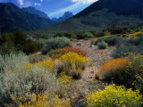 Wildflowers on Trail to Mt Williamson  Eastern Sierra Nevada Mountains  Owens Valley  USA