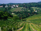 Vineyards along Kahlenburg Strasse  Near Wine Village of Nussdorf  Vienna  Austria