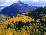 Forest with Mountain in Distance Mt Sneffels Wilderness Area  South Carolina  USA