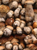Field Mushrooms for Sale by Roadside Near Cluj-Napoca  Cluj-Napoca  Cluj  Romania 
