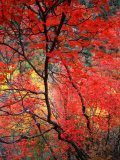 Colourful Leaves on Trees  Zion National Park  Utah  USA