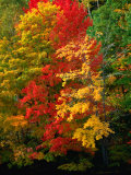 Autumn Colours in Marquette County  USA