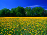 Carpet of Dandelions in Kullaberg  Skane  Sweden